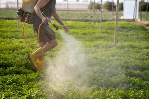 Professional Pest Control in Bell, CA