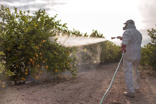 Best Emergency Pest Control  in Bell, CA