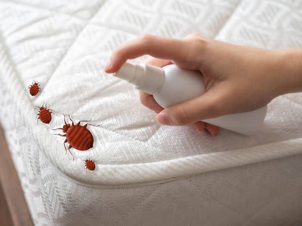 Best Local Pest Control Services  in Bell, CA