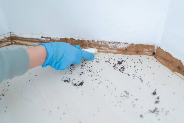 Flea Control Services in Bell, CA